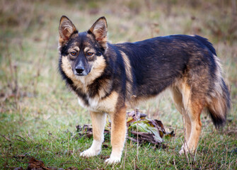 A dog with a brown and black coat stands in a grassy field