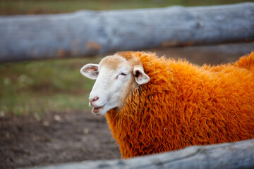 A sheep with a white face and orange wool is standing in a field