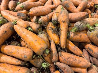 A pile of dirty carrots with some of them being rotten