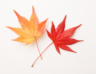 　もみじ　　スタジオ撮影