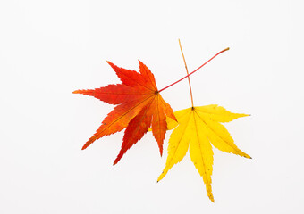 　もみじ　　スタジオ撮影