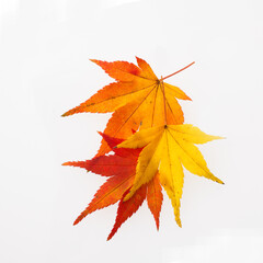 　もみじ　　スタジオ撮影