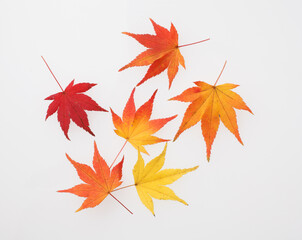 　もみじ　　スタジオ撮影