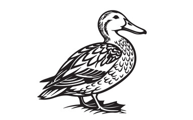 Northern Pintail Vector Illustration Black Design on a Transparent Background