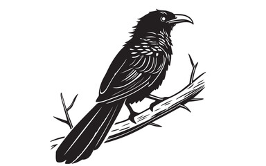 Greater Coucal Vector Illustration Black Design on a Transparent Background