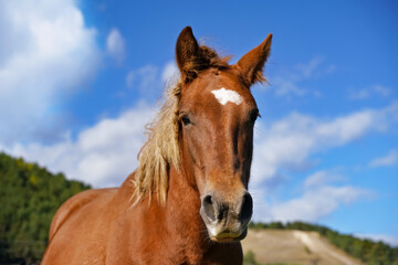 Obraz premium Portrait of a brown horse standing in a sunny meadow with clear blue sky on a bright afternoon