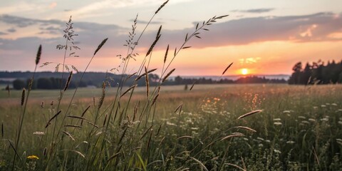 Serene sunset landscape featuring tall grasses swaying gently in the warm evening light, a picturesque scene of tranquility and natural beauty.