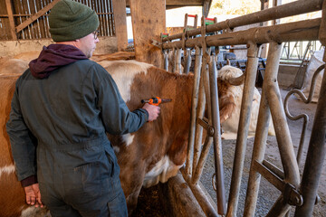 Campagne de vaccination contre la FCO (fièvre catarrhale bovine). Eleveur en train de vacciner une...