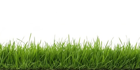 Fototapeta premium Vibrant Green Grass Border Isolated on White Background, Perfect for Spring Designs and Nature Themes