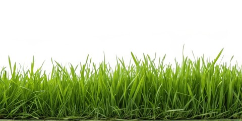 Fototapeta premium Vibrant Green Grass Blades Isolated on White Background, Perfect for Nature Designs and Spring Themes