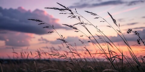 Obraz premium Serene Sunset Silhouette Tall Grasses Swaying Gently in the Evening Breeze, Painted Against a Softly Lit Sky