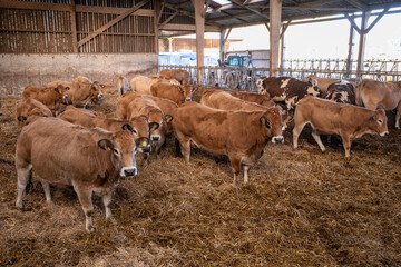 Batiment d'élevage d'engraissement de bovins. Vaches allaitantes dans une stabulation sur litière de paille : parthenaise, charolaise, normande, limousine, salers, blonde d'Aquitaine. Novembre 2024