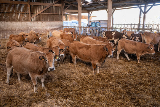 Batiment d'&eacute;levage d'engraissement de bovins. Vaches allaitantes dans une stabulation sur liti&egrave;re de paille : parthenaise, charolaise, normande, limousine, salers, blonde d'Aquitaine. Novembre 2024
