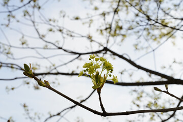 Fototapeta premium Spring maple blossom in the city park in spring.