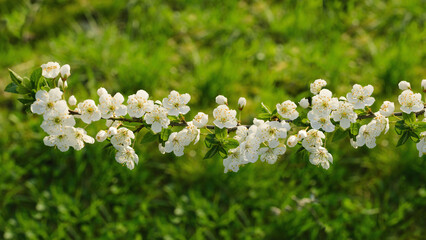 Spring mood with a blossoming cherry branch