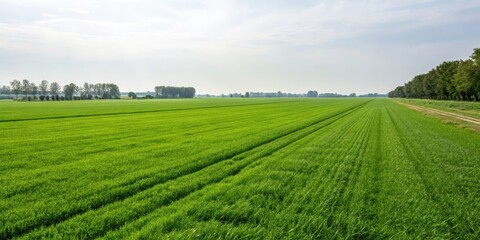 Vast Green Field with Parallel Rows of Young Crops Under a Pale Sky