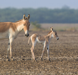 Asiatic Wild Ass with New Born 