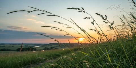 Fototapeta premium Serene Sunset Over Rolling Fields, Tall Grass Silhouetted Against the Golden Hour Sky