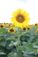 Fototapeta premium Close-Up of a Bright Yellow Sunflower in a Field