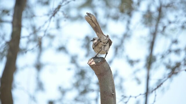 Long-tailed Mockingbird perched on top of a branch