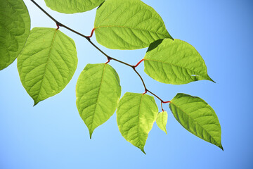 bathe in the sunlight