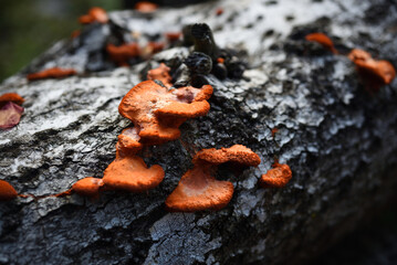 Orange fungus on wood