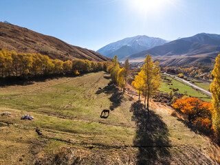 View of autumn landcape with mountains and hills. Hourses graze in the field near yellow trees....