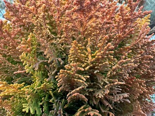 Platycladus orientalis, also known as Chinese thuja, Oriental or Chinese arborvitae, biota or Oriental thuja. The leaves of the 'Rheingold' variety golden yellow in summer, coppery orange in winter.
