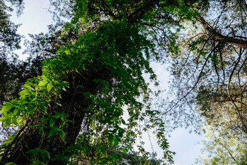 Fototapeta premium View of trees in a city park