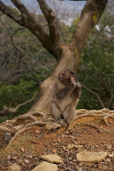 japanese macaque on a tree