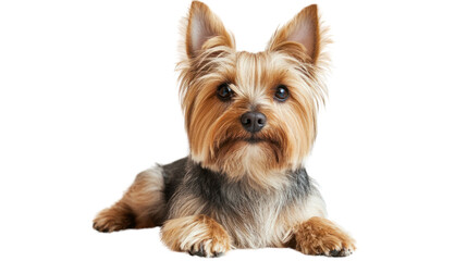 Yorkshire Terrier Portrait 
