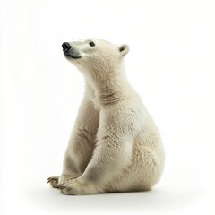 Fototapeta premium Cute Polar Bear Sitting Against a White Background with Curiosity