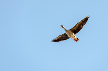 Graceful goose soaring under a bright blue sky. A single goose in mid-flight, serene atmosphere, upward angle, open sky background, capturing the beauty and freedom of nature.