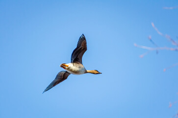 Graceful goose soaring under a bright blue sky. A single goose in mid-flight, serene atmosphere, upward angle, open sky background, capturing the beauty and freedom of nature.
