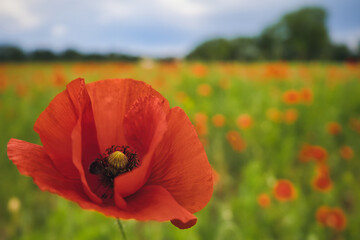 Mohn - Ecology - Beautiful summer day. Red poppy field. - Flowers Red poppies blossom on wild...