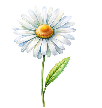 watercolor illustration of white daisy flower isolated on transparent background