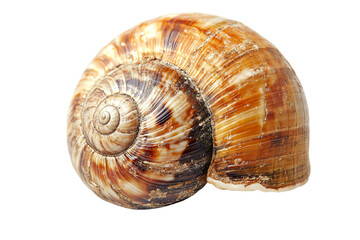 A beautifully detailed snail shell showcasing its intricate patterns and colors. Perfect for nature lovers and those who appreciate marine life.