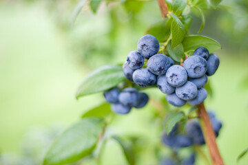 Blueberries on a bush in the garden. Shallow depth of field