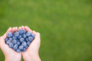 Hands holding fresh blueberries on green grass background with copy space