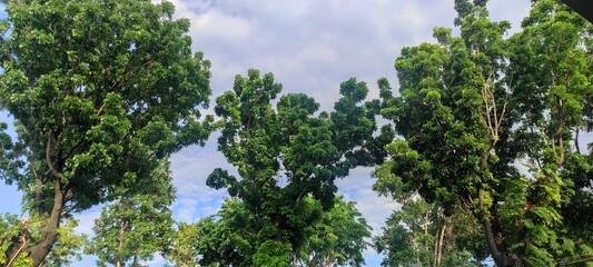 Fototapeta premium lush green trees with dense foliage against a partly cloudy sky,lush green trees, dense foliage, thriving nature, outdoor scenery, forest environment, vibrant leaves, blue sky, white clouds, natural