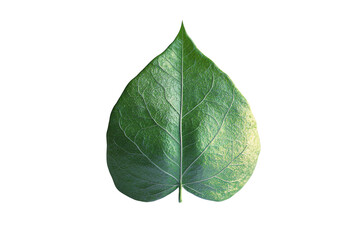 Fototapeta premium A vibrant green leaf displayed prominently, showcasing intricate veins and texture, symbolizing nature's beauty and vitality in a minimalist style.