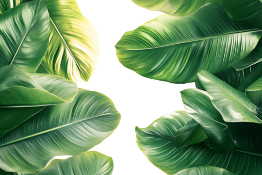 A vibrant display of lush green leaves arranged artfully, showcasing nature's beauty and the intricate details of foliage. Perfect for eco-friendly themes.