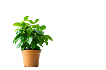A vibrant green potted plant showcasing lush leaves, ideal for enhancing indoor spaces and bringing a touch of nature to any environment.