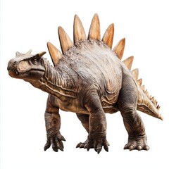 Stegosaurus dinosaur, triassic period, mesozoic era, cretaceous period, jurassic period, isolated on white background