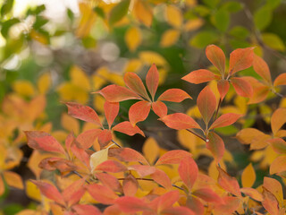 灯台躑躅の紅葉
