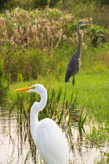 White crane bird in Everglades National Park, Florida, United States