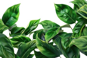 Obraz premium Tropical jungle