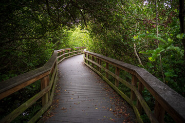 Boardwalk at Everglades National Park, Florida, United States
