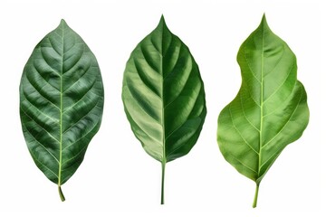 Fototapeta premium Tropical jungle