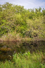 Swamp land at Everglades National Park, Florida, United States